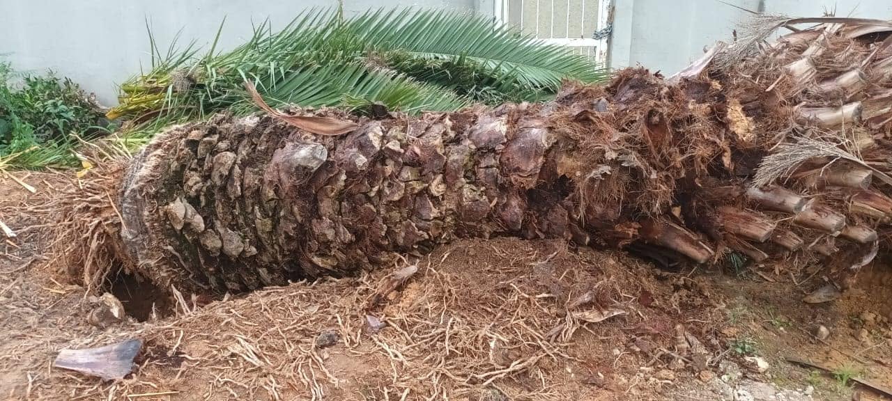 Palm tree trunk removed during a palm trimming project