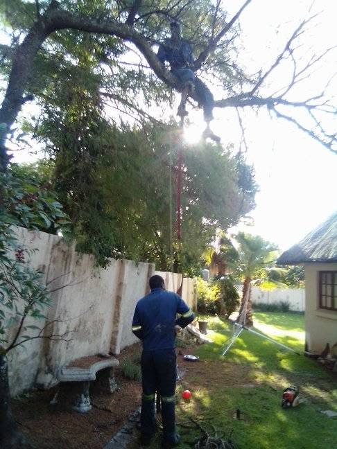 Tree trimming team working safely in a residential garden